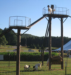 Our new goat walk adds to the family fun at Uncle Shuck's corn maze, pumpkin patch and haunted maze in Dawsonville, GA, North East of Atlanta and near Gainesville. 