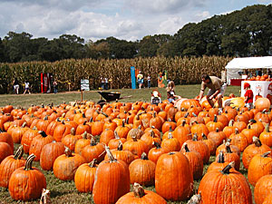 This is a great Pumpkin Patch, at Uncle Shucks in Dawsonville, Georgia