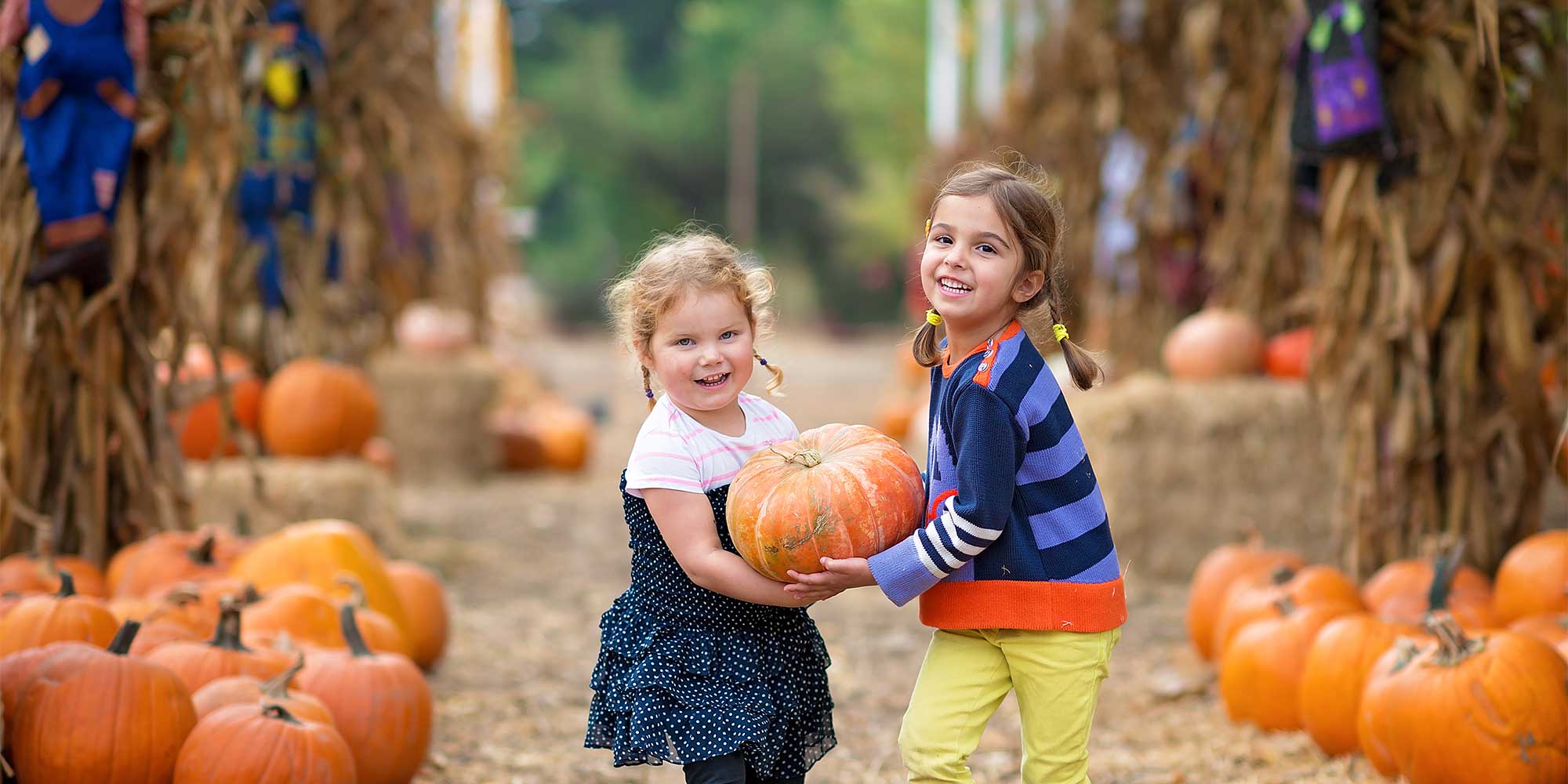 Pick-your-own pumpkins at Uncle Shuck's Corn Maze and Pumpkin Patch